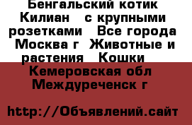 Бенгальский котик Килиан , с крупными розетками - Все города, Москва г. Животные и растения » Кошки   . Кемеровская обл.,Междуреченск г.